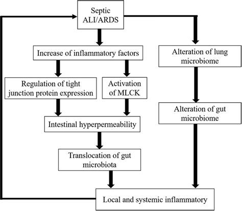 Frontiers Gut Lung Crosstalk In Sepsis Induced Acute Lung Injury