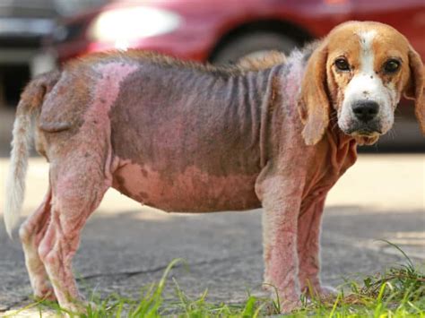 Demodex Milben Beim Hund Erkennen Behandeln Verhindern