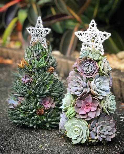 Succulent Christmas Trees Are a Festive Alternative to Conifers