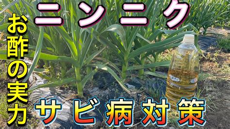 お酢の実力【ニンニクのサビ病】お酢を撒いて対策【無農薬栽培】 Youtube