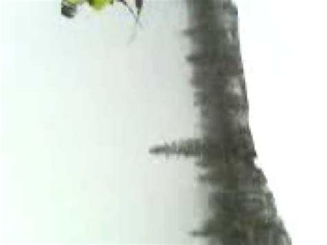 Bollemus - YouTube