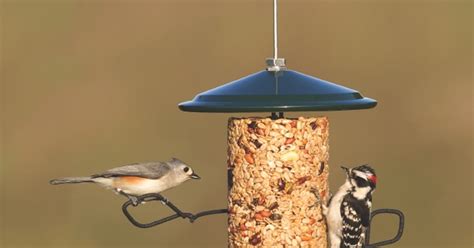 Tips for bird-feeding beginners