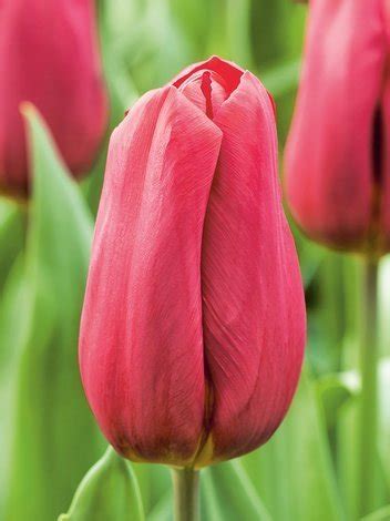 Tulipan Triumph Tulipa Strong Love 5 Szt Sklep Cebule Pl