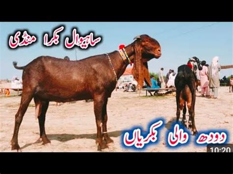 Bakra Mandi Sahiwal Betal Bakrenya Naveed Khan Goat Farm