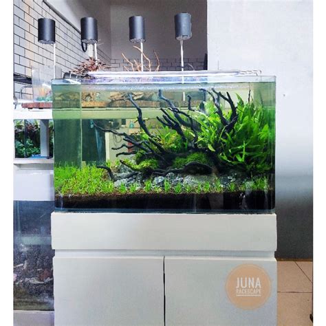 Jual Aquascape Tema Natural Full Set Aquarium Akuarium Satu Set Tinggal