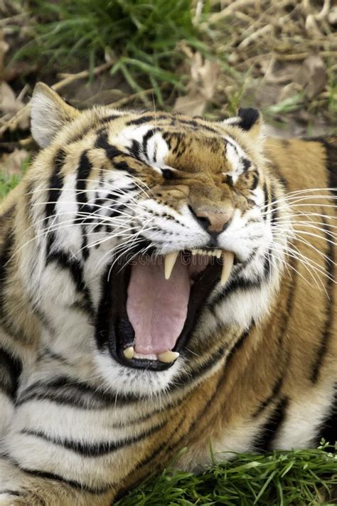 Roaring tiger stock image. Image of growl, animal, orange - 42697359