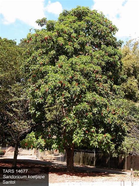 Santol Fruit Tree