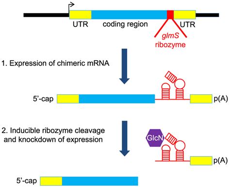 Schematic Of The Glms Ribozyme Reverse Genetic Tool The Ribozyme Is