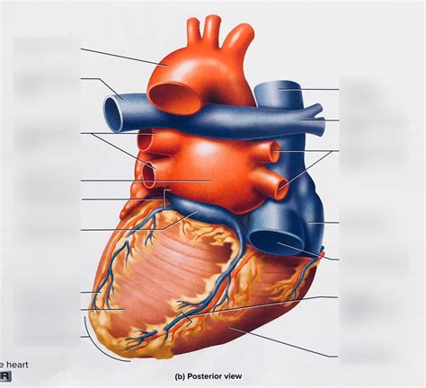 Surface Features Of Heart Posterior Diagram Quizlet