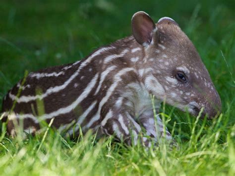 Spotted! Dublin Zoo welcomes adorable baby tapir - TODAY.com