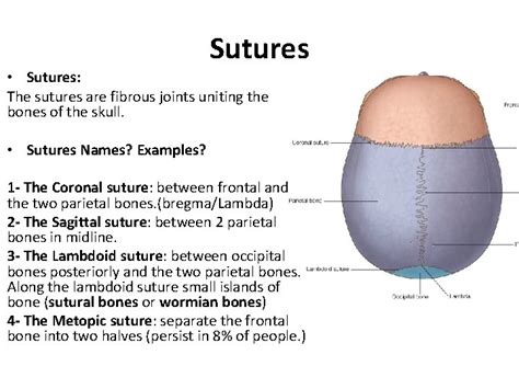 The Skull The Skull Cranium The Skull Is