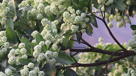 Flowers In Full Bloom Of Alstonia Scholaris Commonly Called Blackboard