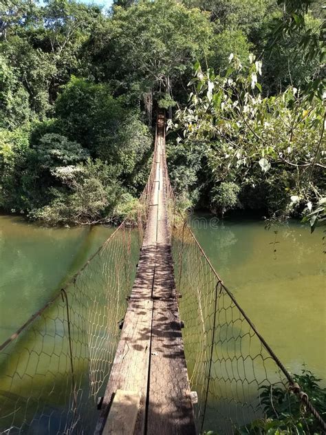 Ponte Na Selva Da Floresta Do Macaco Ubud Bali Foto De Stock Imagem