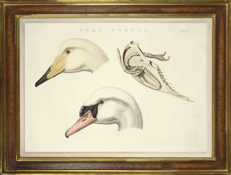 Pair Of Swans Anas Cygnus Tab I Anas Cygnus Tab Ii From