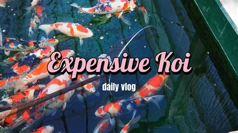 Expensive Koi Most Are From Japan Pond Koi Japanese Koi Expensive