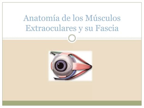 Anatom A De Los M Sculos Extraoculares Y Su Fascia Ppt