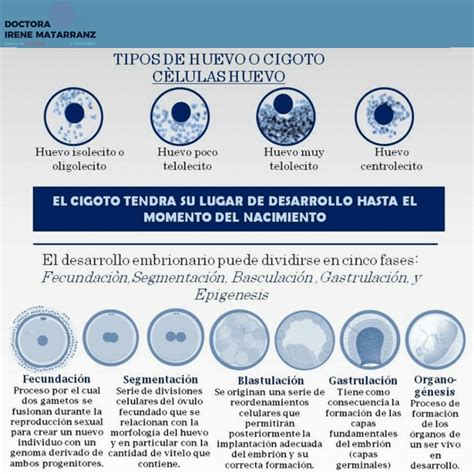 Tipos De Huevos O Cigotos Doctora Irene Matarranz