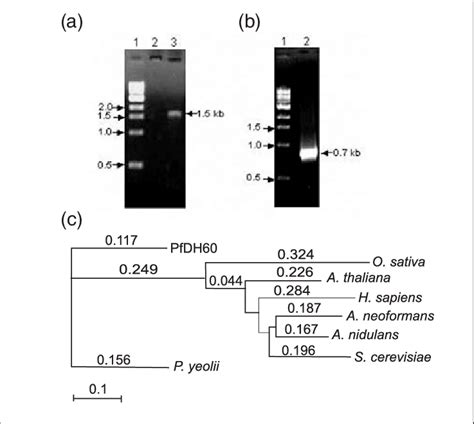 A And B Pcr Amplification Of Dead Box Helicase Of P Falciparum