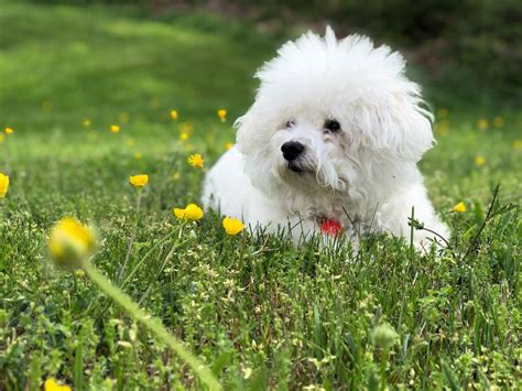 Perros Bonitos Con Mucho Pelo