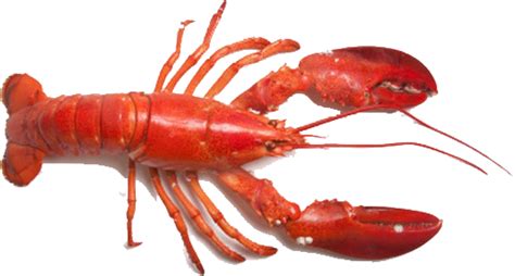 Lobster Png Transparent Image Download Size 516x277px