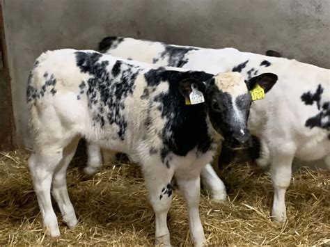 Serious U Grade Belgian Blue Bull Calves For Sale In Co Tipperary For