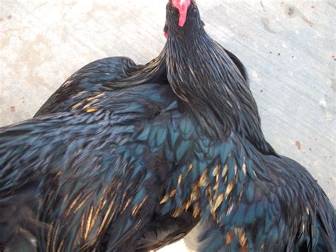 Crossing Rhode Island Red Rooster With Black Orpington Hen Backyard Chickens Learn How To