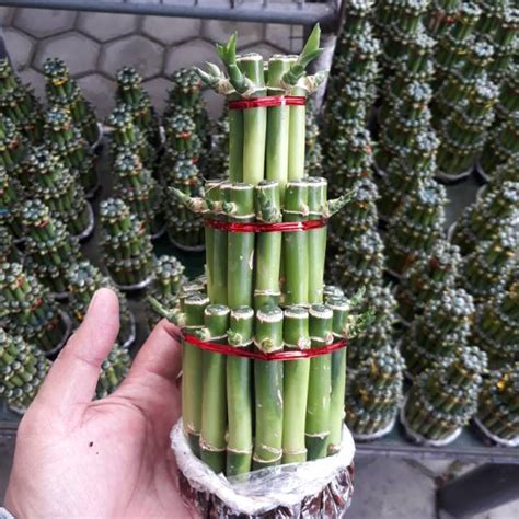 Jual Tanaman Hias Bambu Hoki Lucky Bamboo Shopee Indonesia