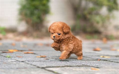 Barboncino Carattere E Temperamento Di Questa Razza Di Cani