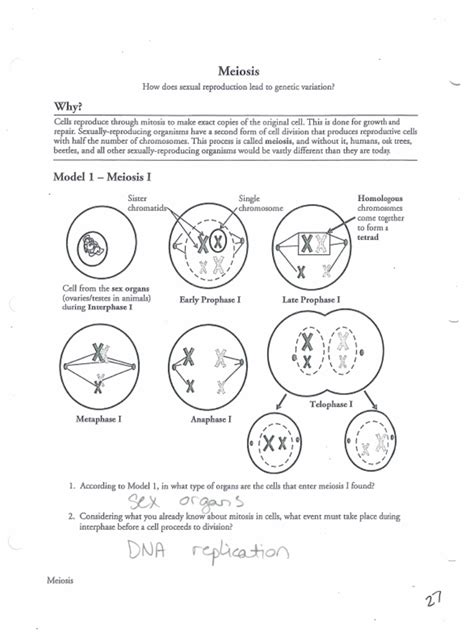 Meiosis Pogil Pgs 27 31