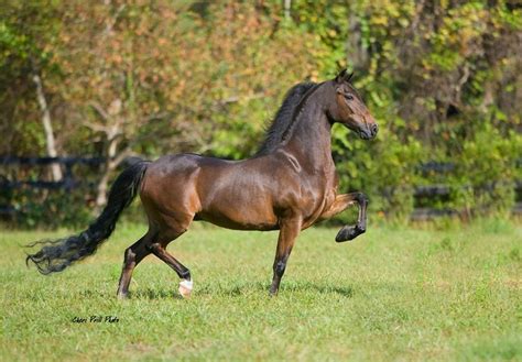 Hackney Pony | Hackney Pony | High Stepping Hackney Ponies | Pinterest ...