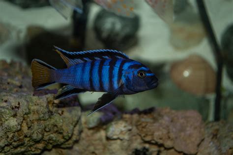 Vissen Pseudotropheus Mpanga Elongatus