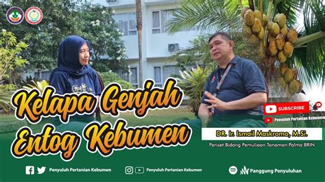 Kelapa GENJAH ENTOG KEBUMEN Bersama Pelepas Varietasnya Dr Ir Ismail