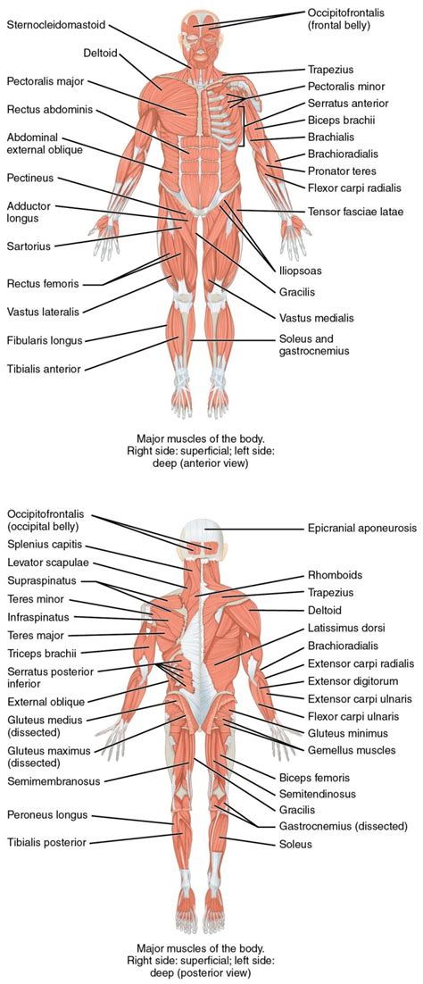 Chapter 13 Musculoskeletal Assessment Nursing Skills NCBI Bookshelf