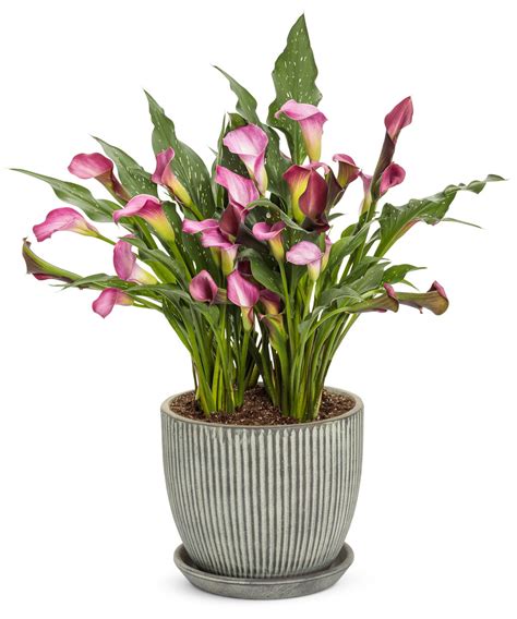 Be My First Love Calla Lily Zantedeschia Hybrid Proven Winners