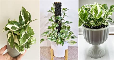 Glacier Pothos Care Indoors Glacier Pothos Growing Guide Indoor Garden Web