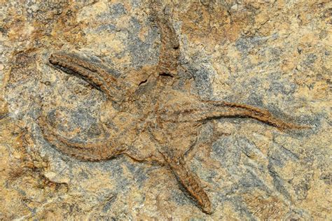 2 Ordovician Brittle Star Ophiura Morocco 262174 For Sale