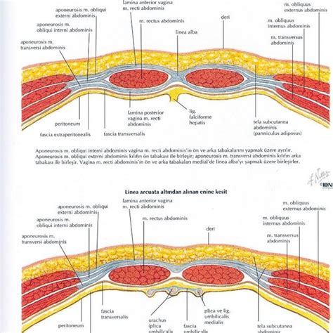 Pdf History And Anatomy Of Cesarean Section International Health