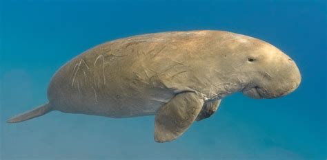 Stellers Sea Cow Vs Manatee