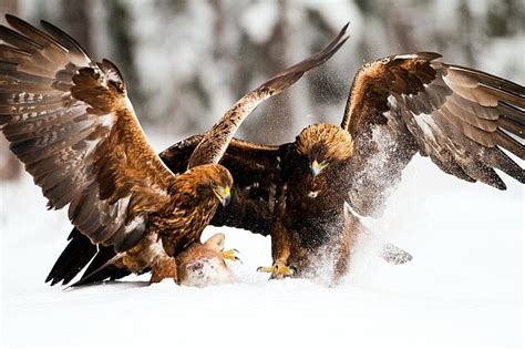 Самая большая хищная птица