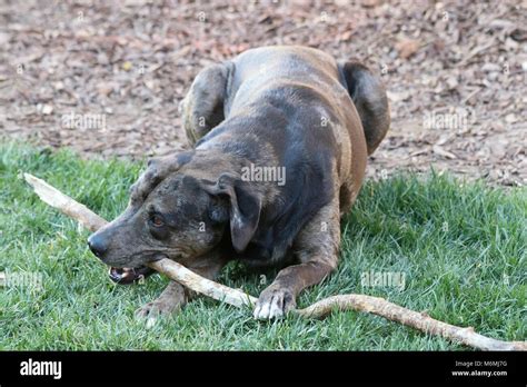 Big Stick Even Bigger Dog Hes A Catahoula Mastiff Blue Tick Hound