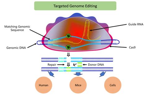 Crispr Cas Genome Editing For Rejuvenation Of Aging Stem Cells