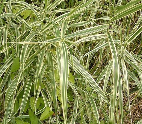 1000 Variegated Ribbon Grass Reed Canary Phalaris Arundinacea Pink Flower Seeds Etsy