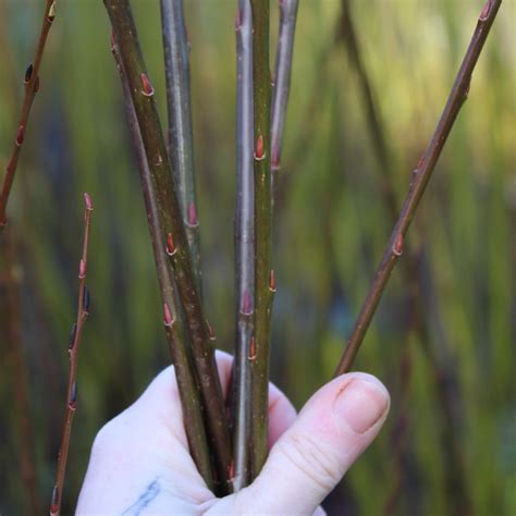 Willow Cuttings — Wild Rose Basketry