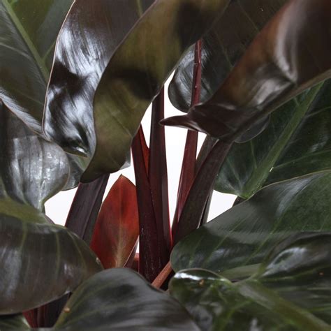 Philodendron Imperial Red Kopen Cm Cm Jngl