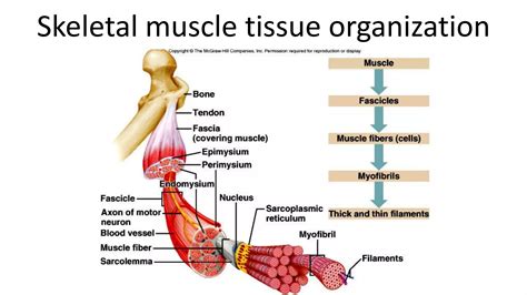 Muscle tissue 1 | PPT | Free Download