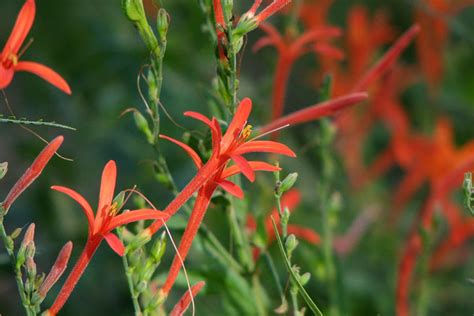 Flame Acanthus | Native Gardeners