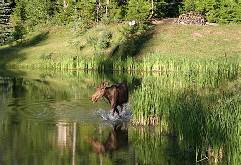 140+ Moose Swimming Across A Lake Stock Photos, Pictures & Royalty-Free ...