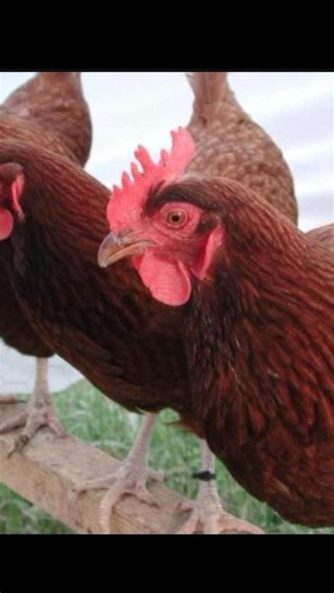 The Top 10 Friendliest Chicken Breeds Artofit