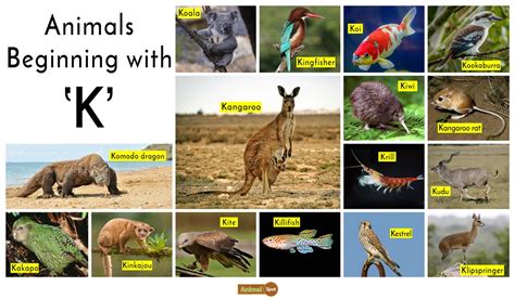 Animals That Start With K List Of Animal Names