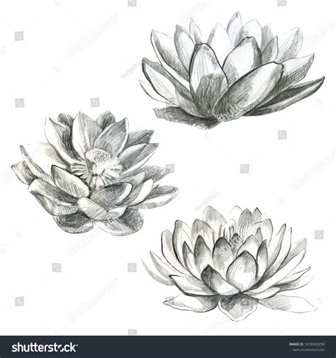 Lotus Pencil Lotus Flower Water Lily Stock Illustration